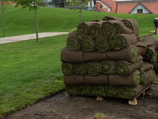 Озеленение территории возле дорог
